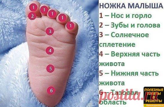 Ножка малыша
Мягко массируя определенную зону на детской стопе, 
Вы успокоите своего малыша, если у него что-то болит:
1 – Нос и горло
2 – Зубы и голова
3 – Солнечное сплетение
4 – Верхняя часть живота
5 – Нижняя часть живота
6 – Тазовая область