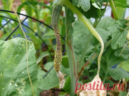 Тля на огурцах - Садоводка