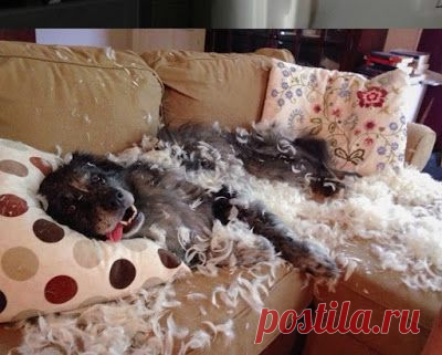 Животные, которые не знали о скором возвращении хозяина. Последнее фото, это что-то...