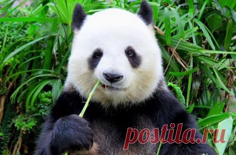 В Московский зоопарк пообещали привезти панд!