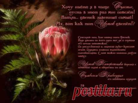 Открытка (плейкаст) «Волшебный Цветок - Зарница» Автор плейкаста: koroleva_1968. Тема: Игры. Когда: 17.10.2009.