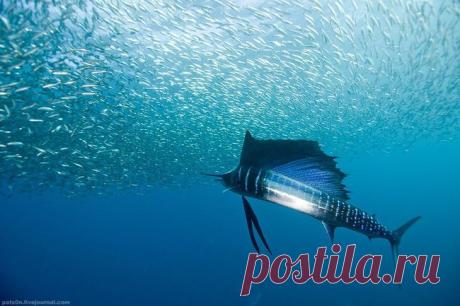 Фотографии подводного мира
