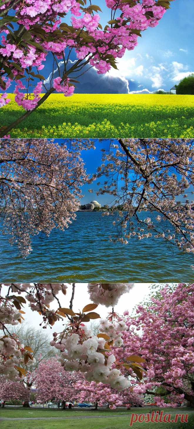 Чем пахнет яркий майский день?.