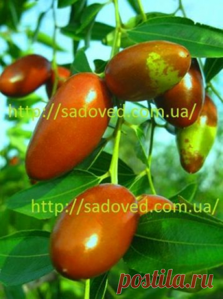 саженцы зизифуса удлиненный купить, продажа саженцев зизифуса, уход за зизифусом - каталог экзотических растений -