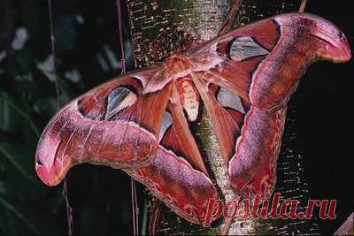 432099 > Moth, borboleta > Insectos > Animais > World Photos