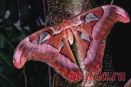 432099 &gt; Moth, borboleta &gt; Insectos &gt; Animais &gt; World Photos