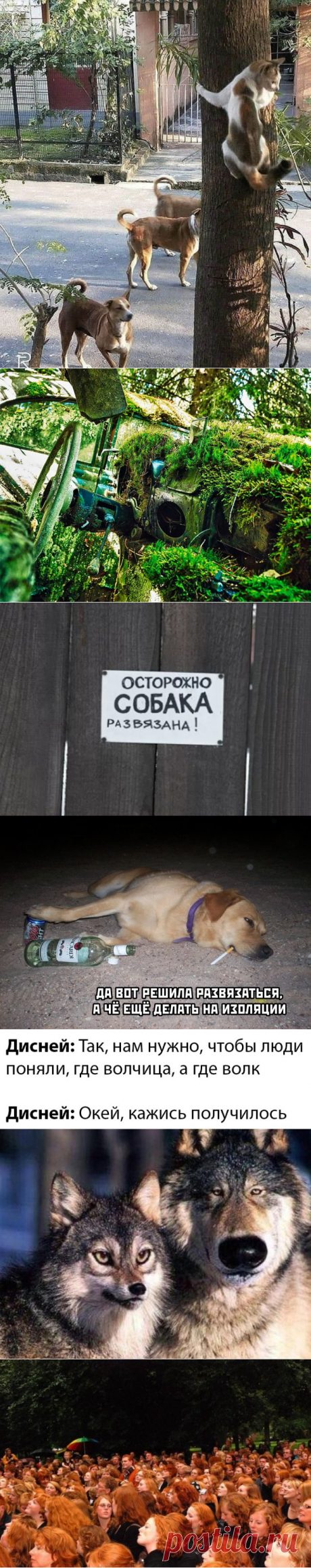 Подборка прикольных картинок и фотографий-250