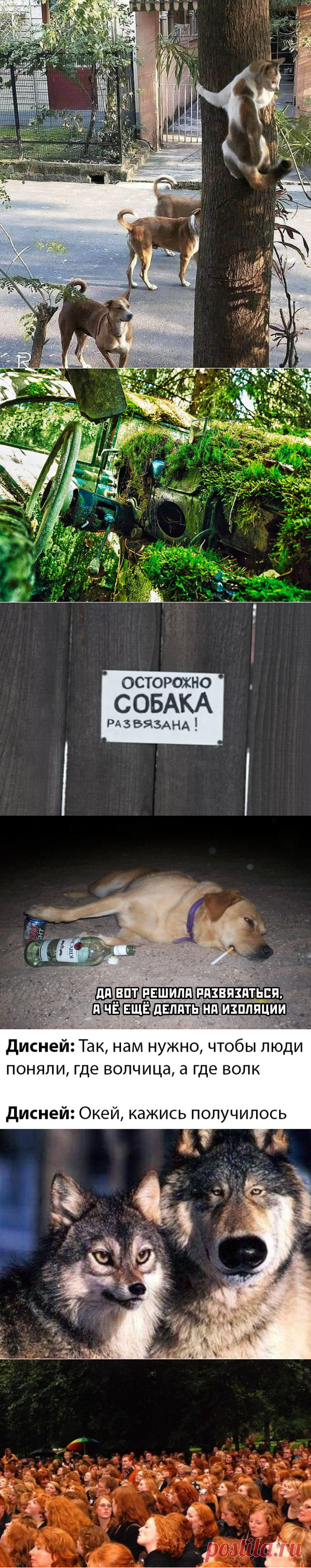 Подборка прикольных картинок и фотографий-250