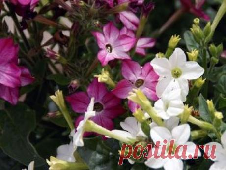 Душистый табак: посадка и выращивание из семян, фото и уход, когда сеять на рассаду