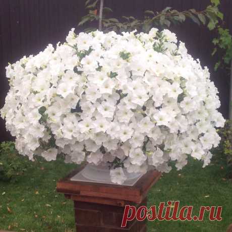 Одноклассники