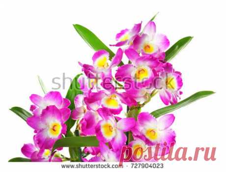 Bouquet Flowers Happy Birthday Imagen De Archivo (stock) 744240841 - Shutterstock