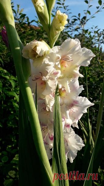 Фото дня Белый цвет Победитель Людмила Атрахманова Поздравляем!😊😊😊 Спасибо всем за участие!