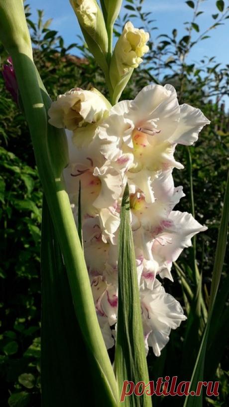 Фото дня Белый цвет Победитель Людмила Атрахманова Поздравляем!😊😊😊 Спасибо всем за участие!