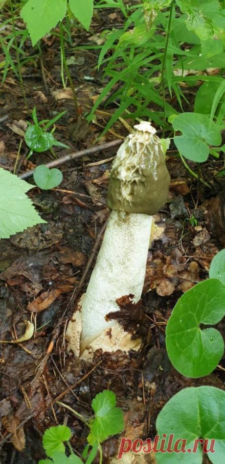 Плазменная Фунготерапия грибом Весёлка | Русскоязычное сообщество «Про Плазму»