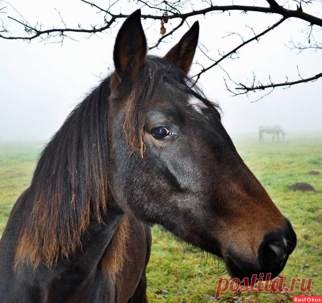 Фото: ПОРТРЕТ НА ФОНЕ ОСЕНИ. ФотоЛЮБИТЕЛЬНИЦА ФАНтазёрКА. Фото животных - Фотосайт Расфокус.ру