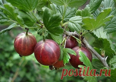 Размножаем крыжовник по-новому