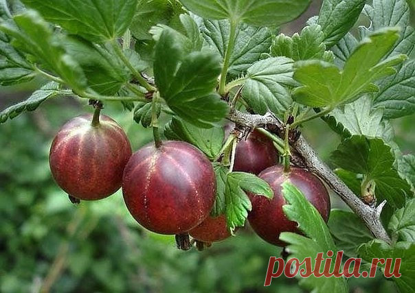 Размножаем крыжовник по-новому
