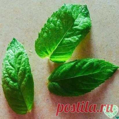 ПЕЧЕНЬ МОЖНО ВЫЛЕЧИТЬ ТРАВАМИ