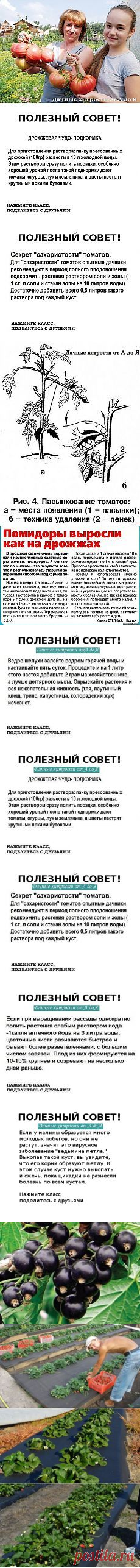 (262) Сад и огород