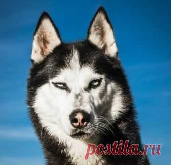 Дикий. Смешной хаски, танцующий брейк-данс | In Dogs we Trust | Яндекс Дзен