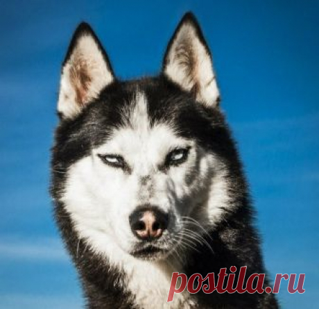 Дикий. Смешной хаски, танцующий брейк-данс | In Dogs we Trust | Яндекс Дзен