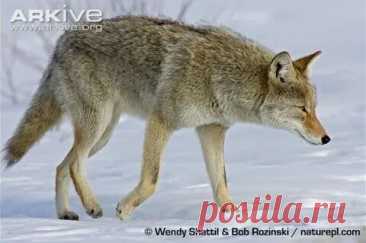 arkive wildlife: 1 тыс изображений найдено в Яндекс Картинках