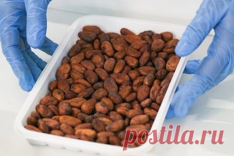 Китай резко увеличил поставки одного продукта из России. В 2023 году Китай в три раза увеличил импорт российского шоколада. В натуральном выражении поставки увеличились с 11 до 33 тысяч тонн, сообщает Ассоциация предприятий кондитерской промышленности (АСКОНД). В денежном выражении отгрузки составили 55,4 миллиона долларов, в 1,4 раза больше, чем годом ранее.