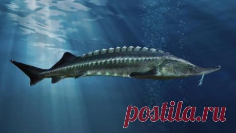 КТО РОДИЛСЯ СЕГОДНЯ?

 20 декабря.
Ваш тотем Белуга. Это большая очень редкая рыба, так и у вас есть некоторая неземная отрешенность, тяга к тайнам природы и вселенной, магии и сокровенным наукам. Вас часто посещают живые грезы и видения, вы можете обладать даром пророчества, способностью предугадывать возможный ход событий. Ваши оригинальные начинания имеют продолжения за счет тех людей, кого вы вдохновили. Вы работоспособны и требуете такой же работоспособности от других...