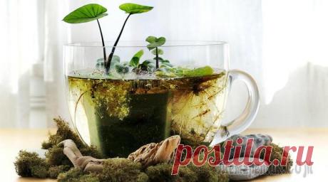 Комнатные растения растущие в воде