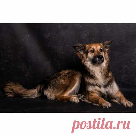 Метис колли собака Малибу в добрые руки. Москва МО – ЗАЩИТА ЖИВОТНЫХ, пользователь Любовь Морган | Группы Мой Мир