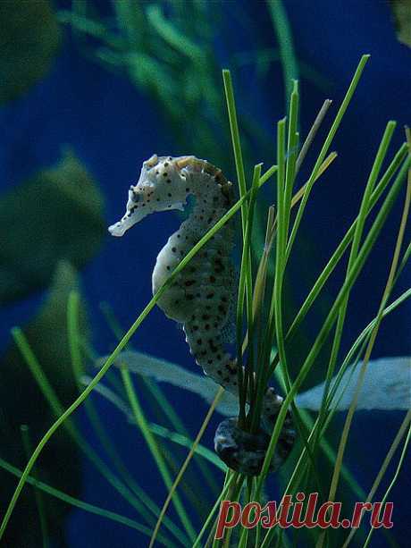 Ещё один морской конек
Amy Lange приколол(а) это к доске fish