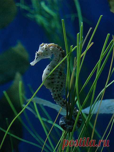 Ещё один морской конек
Amy Lange приколол(а) это к доске fish