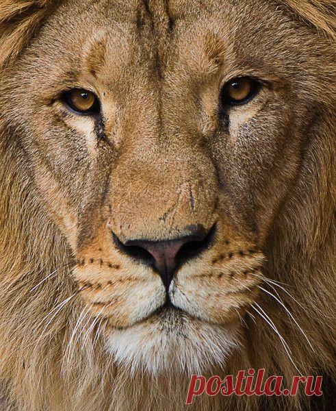 Фото Без названия. Альбом ЦАРЬ ЗВЕРЕЙ - 50 фото. Фотографии ⊰✿⊱ ОЛЬГА ⊰✿⊱.