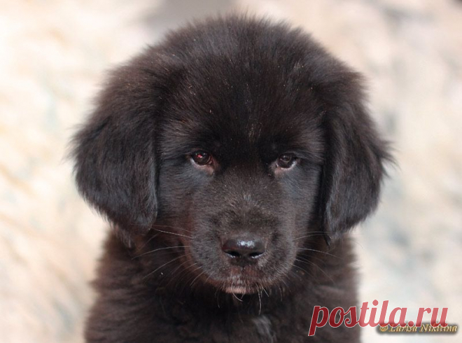 Сибирские Звезды Монголии Гомбо Малыш