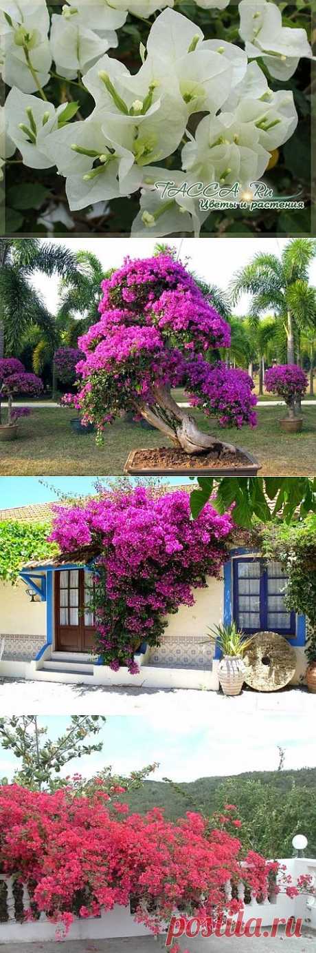 Бугенвиллия Bougainvillea - уход в домашних условиях, фото.