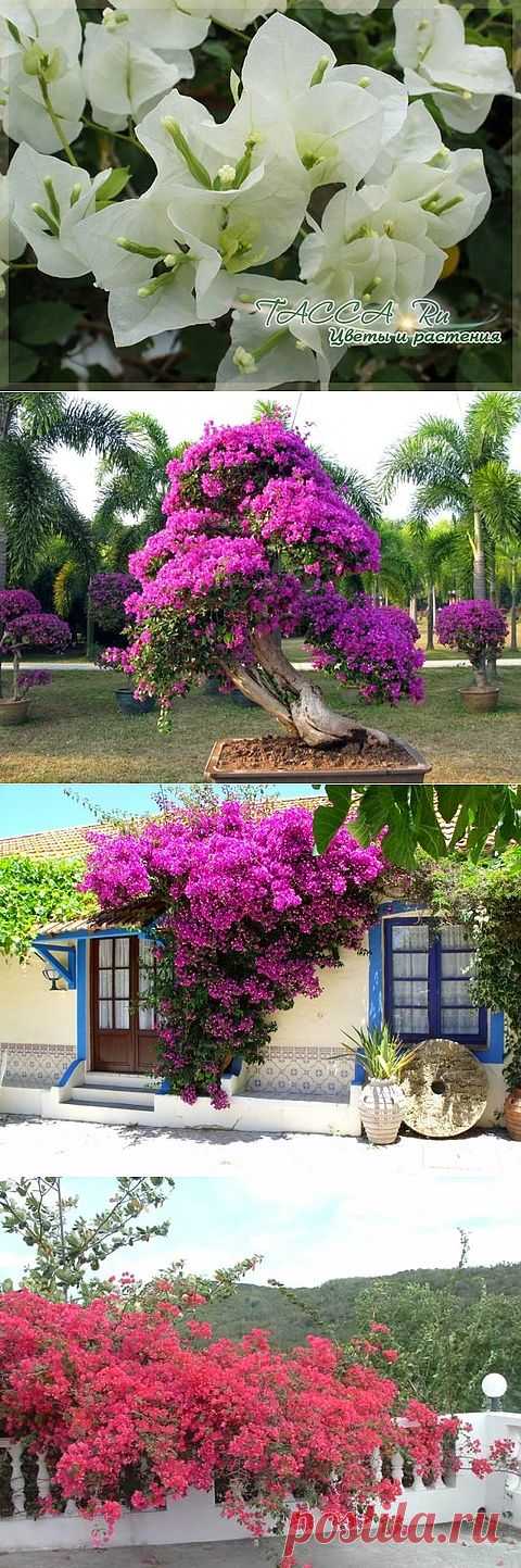 Бугенвиллия Bougainvillea - уход в домашних условиях, фото.