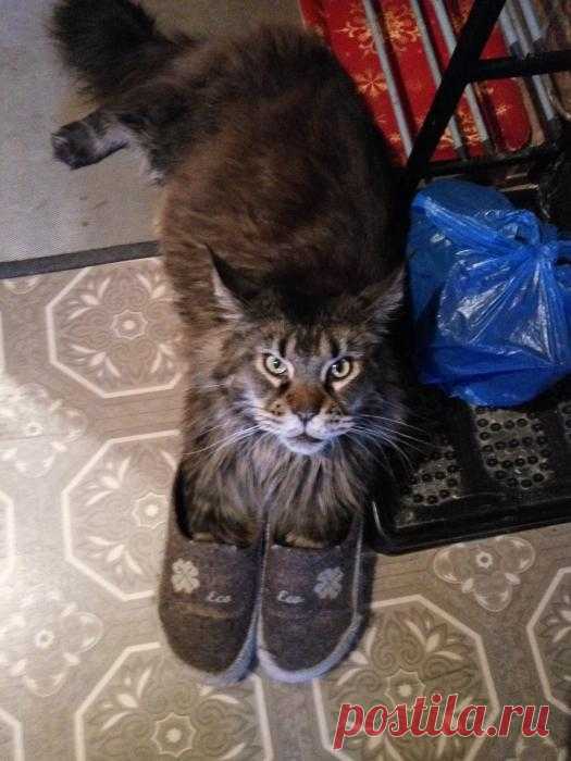 Не кот в сапогах, а кошка в тапочках