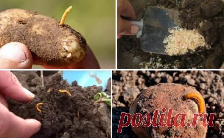 КАК МНЕ УДАЛОСЬ ИЗБАВИТЬСЯ ОТ ПРОВОЛОЧНИКА В ОГОРОДЕ: ЛИЧНЫЙ ОПЫТ
Сохраните, чтобы не потерять!
Может быть из-за того, что лето выдалось жарким, может быть по каким-то другим причинам, но мой огород был атакован огромным количеством личинок проволочника. Пострадало все - картошка, морковка, свекла и некоторые другие культуры. Я не знала куда деваться. Потеряла больше половины урожая.