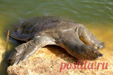 Африканский трионикс (Trionyx triunguis), Восточное Средиземноморье, Центральная и Восточная Африка.
https://www.iucnredlist.org/details/62256/0