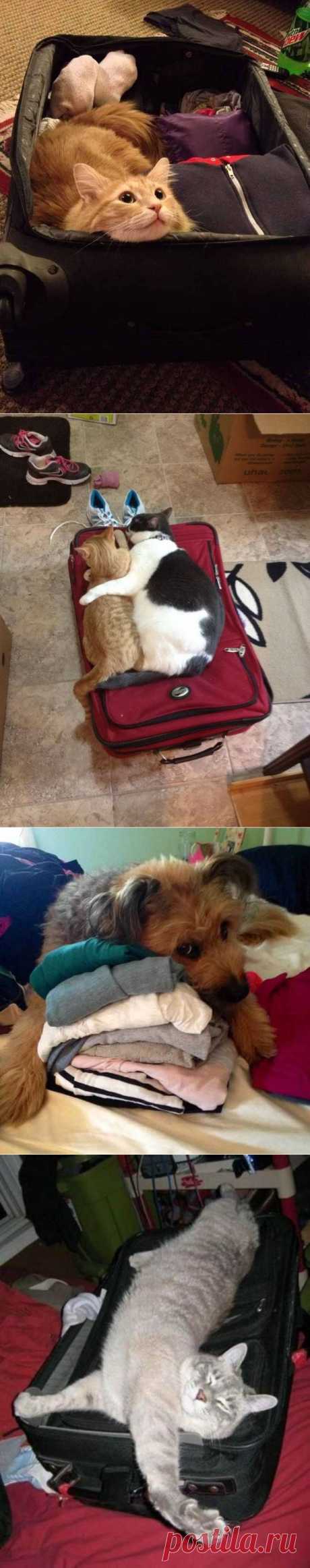 20 животных, которые не верят, что мы собираемся уехать без них