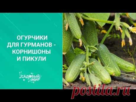 Огурчики для гурманов   корнишоны и пикули