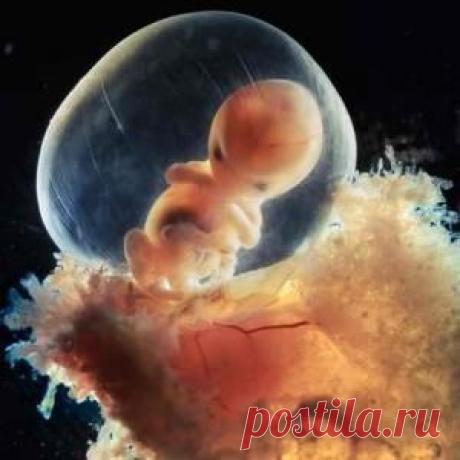 Вакцины делают из человеческих эмбрионов