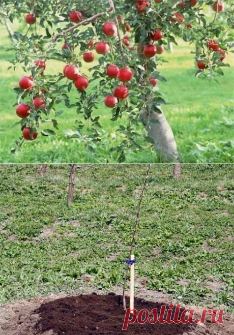 Когда сажают яблони: время и правила посадки