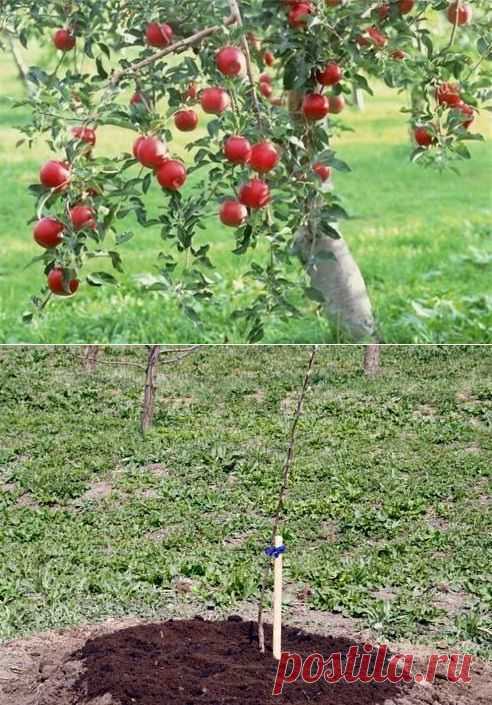 Когда сажают яблони: время и правила посадки