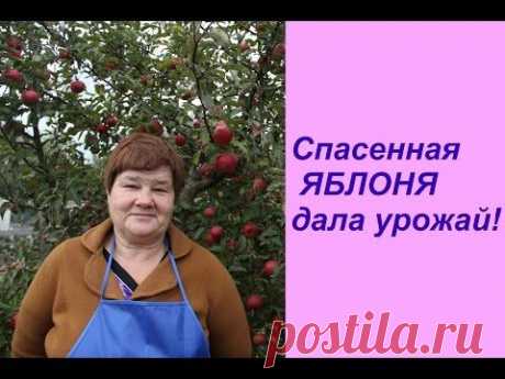 Спасенная ЯБЛОНЯ дала урожай!