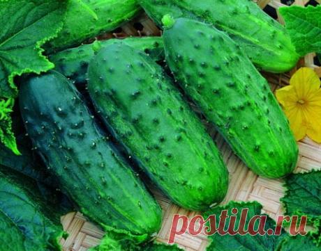 Блог сайта «Дачный участок»