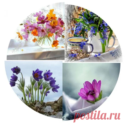 Коллажи.Сборка фото. - Google+