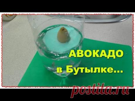 Как я проращивал авокадо в бутылке на пенопласте НАЧАЛО