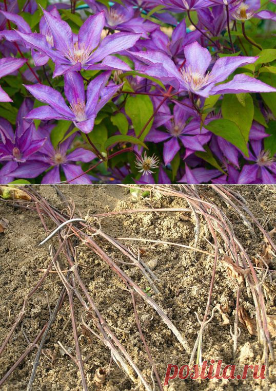Как укрыть клематисы на зиму - 6 соток