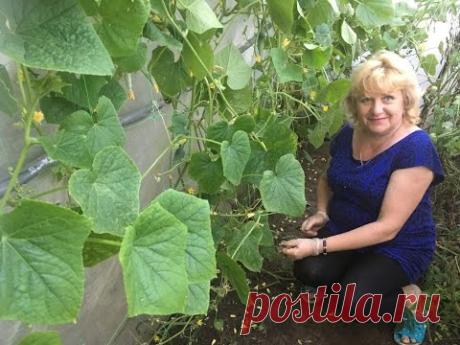 ОГУРЦЫ - ОБРЕЗАТЬ ЛИ ЛИСТЬЯ ? КАК ?КОГДА?